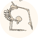 icon skelet
